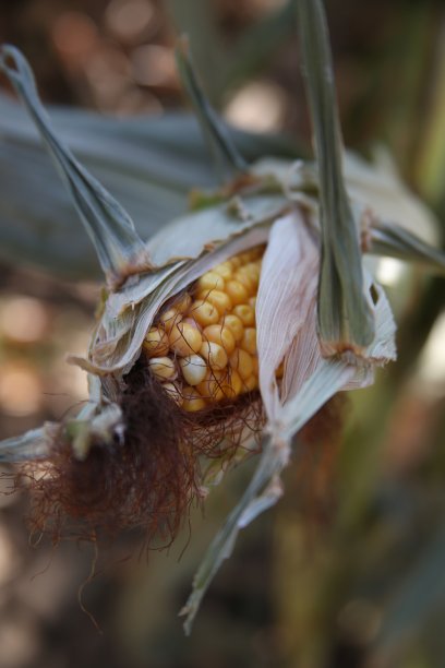 玉米期货收市图片下载