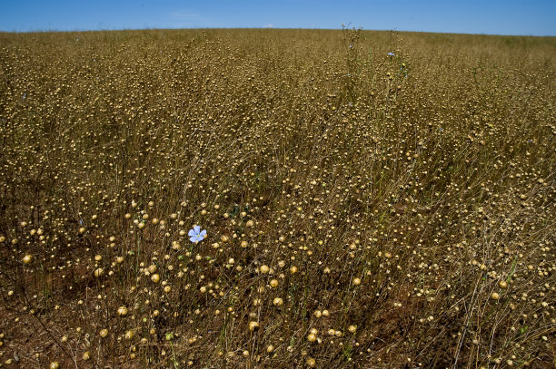 乡村景观的背景图片下载