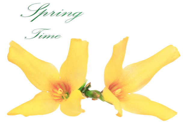 连翘花白色背景。孤立。图片下载