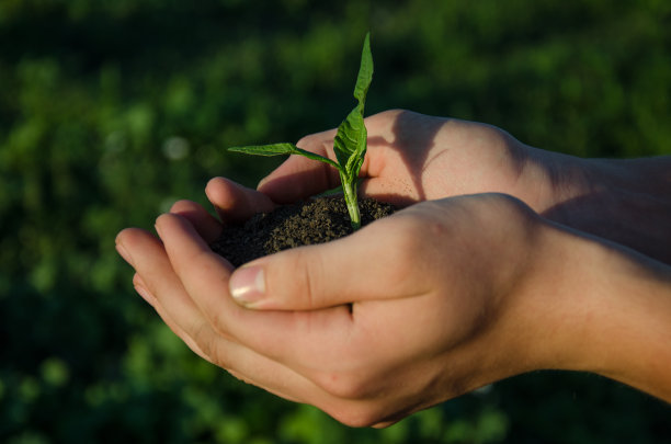 手捧苗木，带土，绿树成荫图片下载
