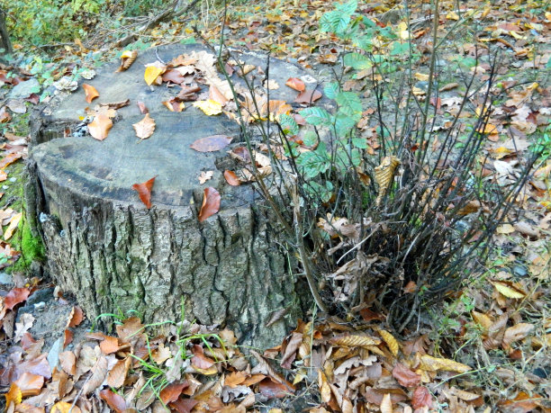 秋天的树干图片下载