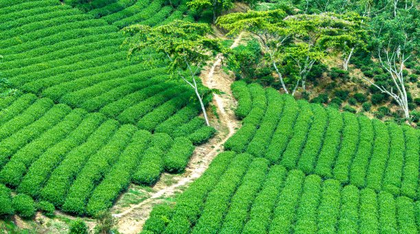 入口穿过茶山图片下载