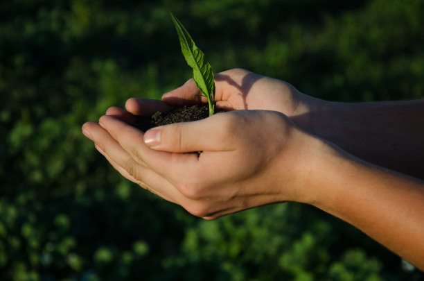 手捧苗木，带土，绿树成荫图片下载
