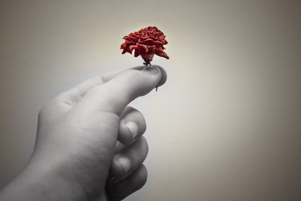 手指握着一朵娇嫩的花图片下载