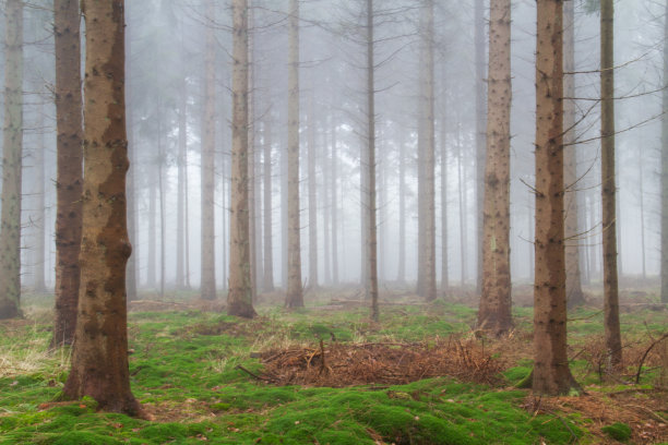 松林中的薄雾图片下载