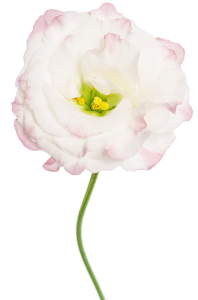 美丽的浅粉色花孤立在白色。Eustoma图片下载