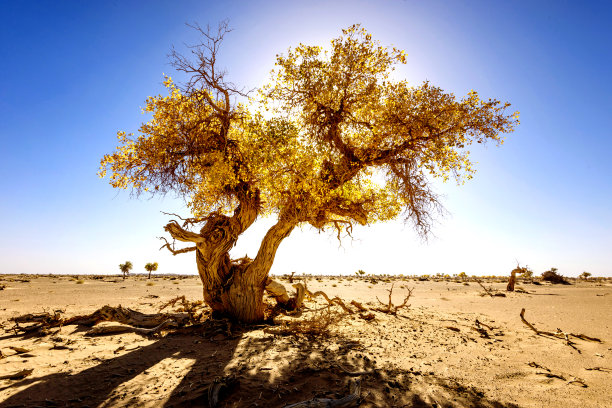 中国内蒙古胡杨图片下载