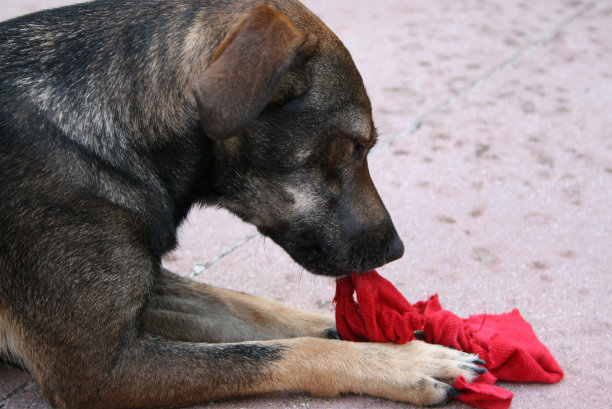 我的狗图片下载