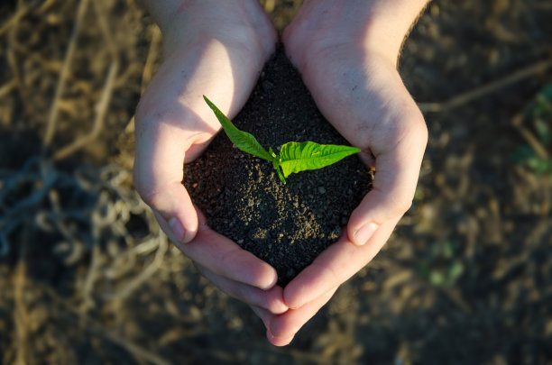 手捧苗木，带土，绿树成荫图片下载
