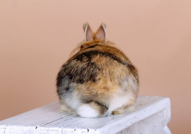 兔子从后面图片下载