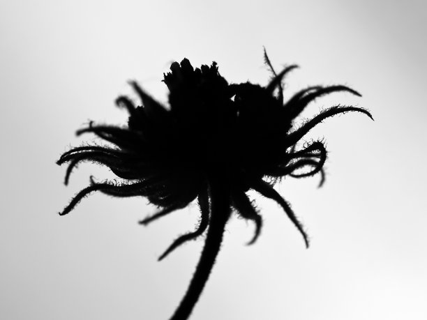 干花,剪影图片下载