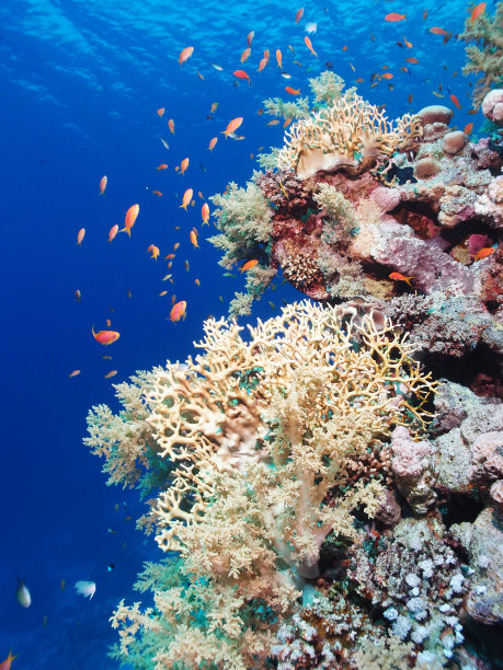 红海珊瑚礁图片下载