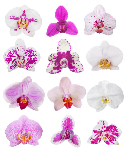 一套十二朵白色和粉红色的兰花花图片下载