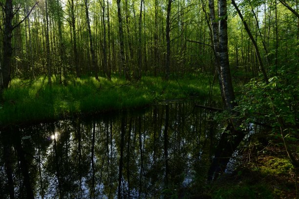 五月初春清晨，阳光照在水中图片下载