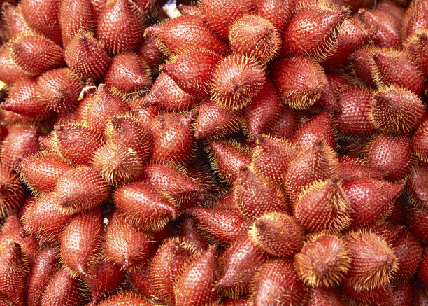 萨拉卡或萨拉卡图片下载