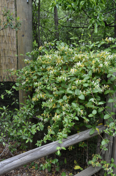 金银花(创;金银花)图片下载