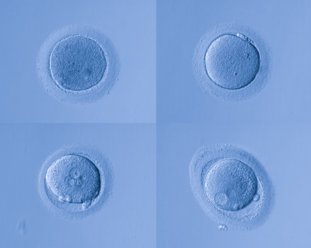 人类细胞蛋图片下载