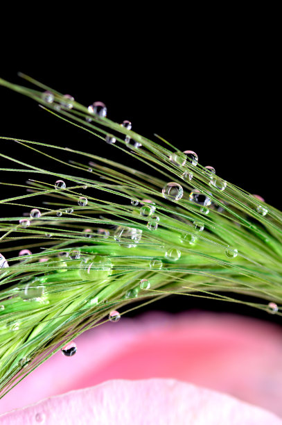 草水滴图片下载