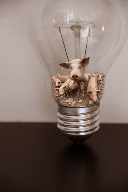 灯泡里的猪图片下载