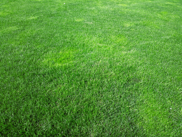 绿色的草坪。图片下载