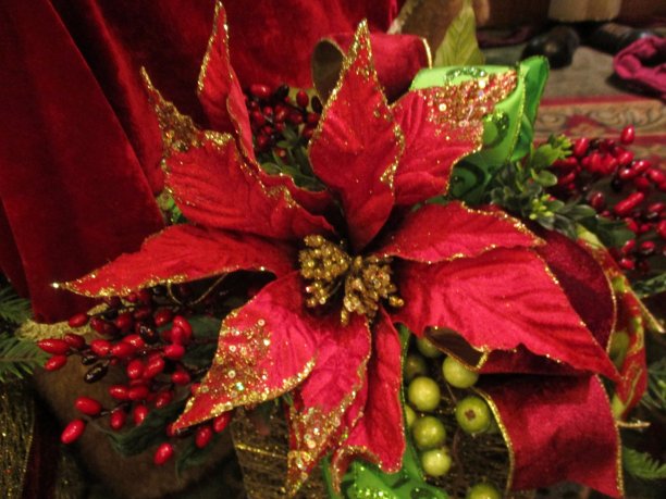 优雅的一品红点缀着金色的闪光图片下载