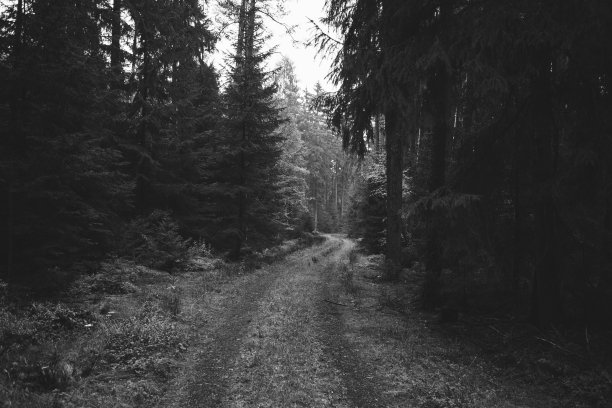 探索巴伐利亚森林图片下载