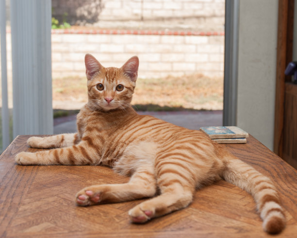 父母不在家时没有家规。图片下载