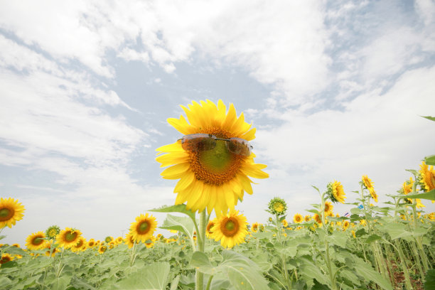 场向日葵图片下载