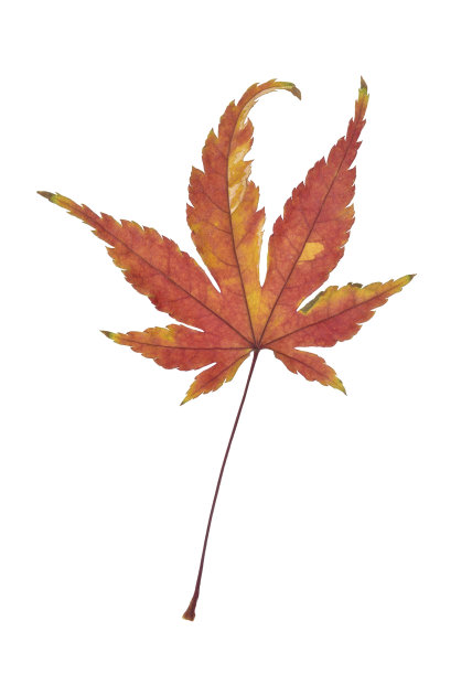 秋天的枫叶图片下载