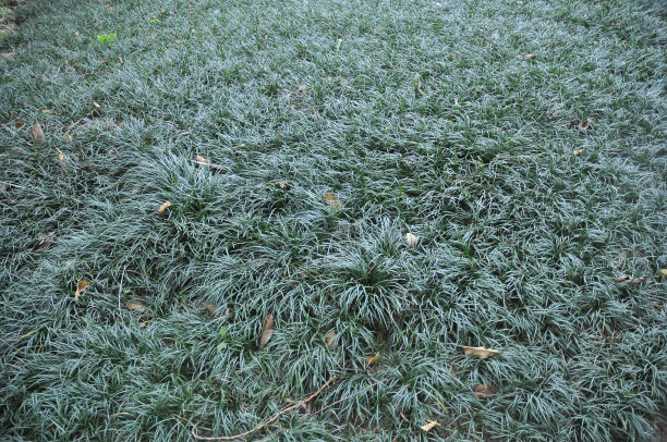 草坪上图片下载