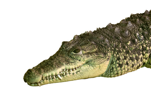鳄鱼孤立在白色背景上图片下载