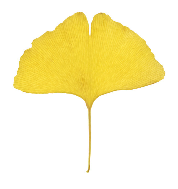 秋天银杏叶图片下载