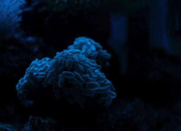 软珊瑚图片下载