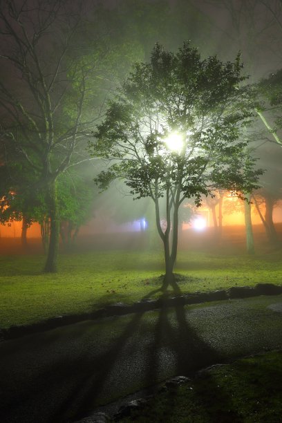 公园的雾图片下载