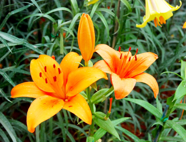 盛开的百合图片下载