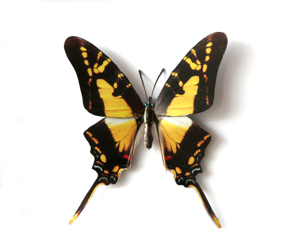 白色背景上蝴蝶的特写镜头图片下载