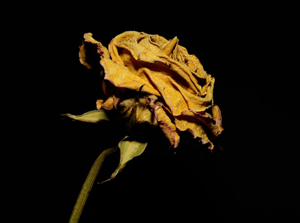 干玫瑰图片下载