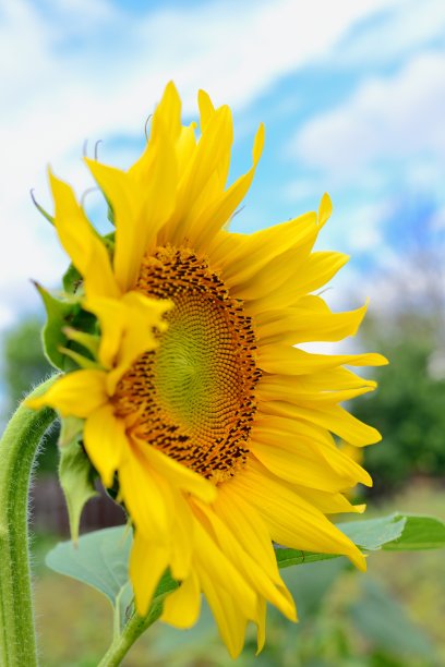 向日葵图片下载