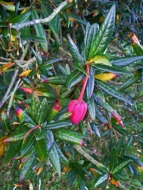 智利灯笼树花图片下载