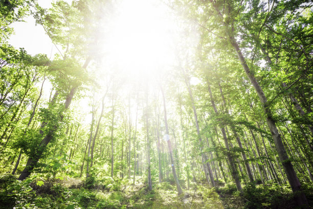 阳光在树之间图片下载