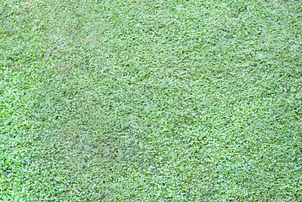 背景是嫩绿的叶子图片下载