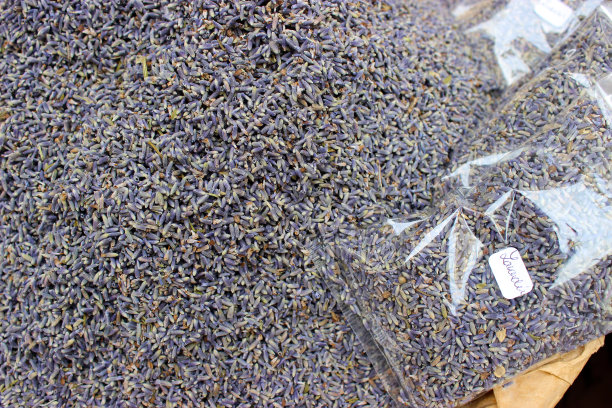 紫色的薰衣草种子图片下载