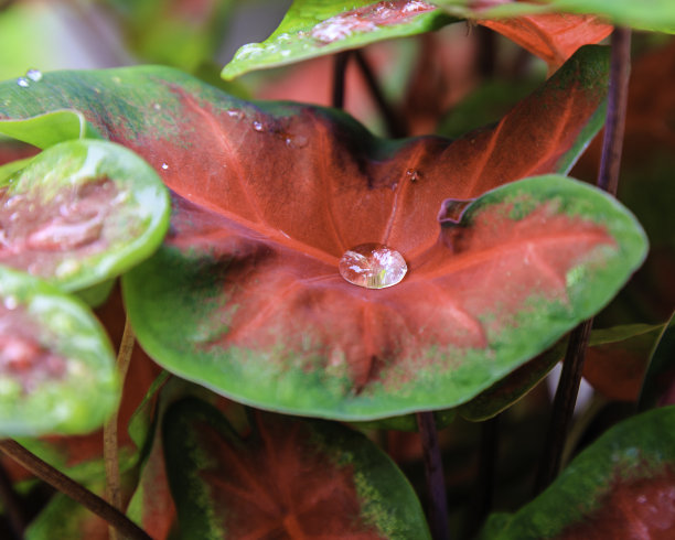 植物叶子上的水滴图片下载