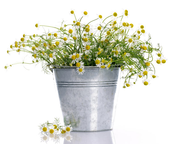 篮子和洋甘菊图片下载