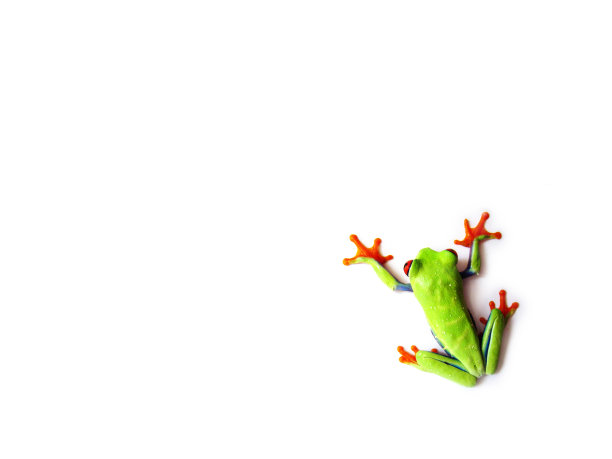 红眼树蛙图片下载