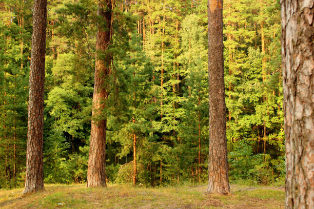 常绿森林图片下载