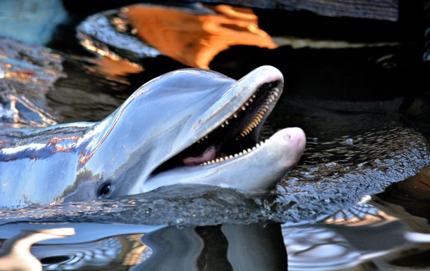 微笑的海豚图片下载