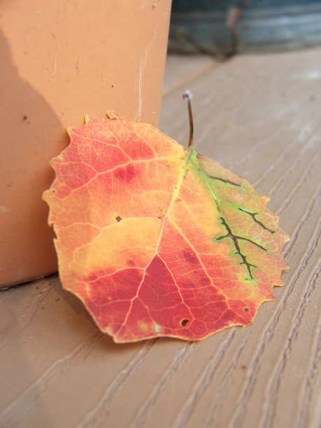 秋天白杨树叶图片下载