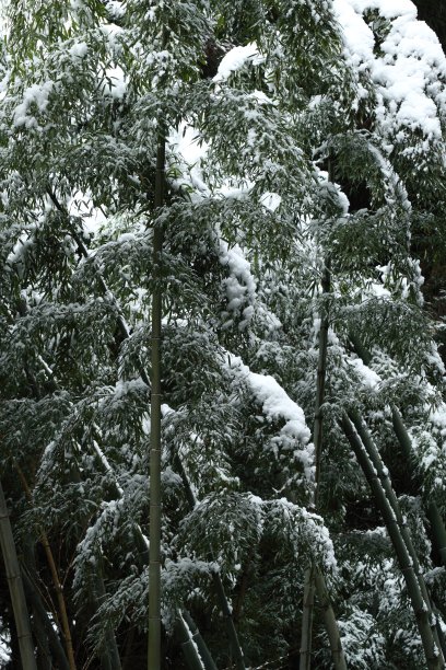 竹子和雪图片下载