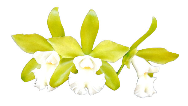 白色兰花水彩在白色的背景。图片下载